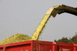 Foto: maize harvest agriculture maize harvest agriculture