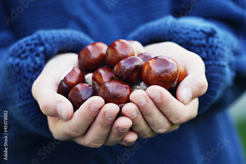 Photo: little hands with chestnuts little hands with chestnuts