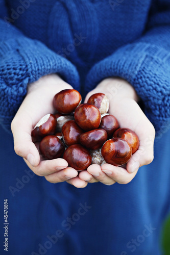 Photo: little hands with chestnuts little hands with chestnuts