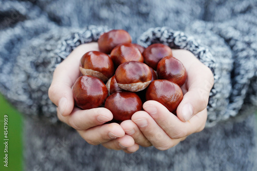 Photo: little hands with chestnuts little hands with chestnuts