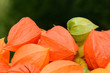 Physalis
