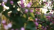 Steadycam shot: Frühlingsblüte_01