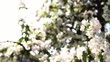 Steadycam shot: Frühlingsblüte_02
