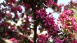 Steadycam shot: Frühlingsblüte_03