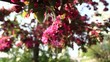 Steadycam shot: Frühlingsblüte_04