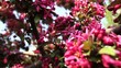 Steadycam shot: Frühlingsblüte_05