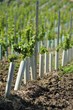Neupflanzung eines Weinbergs