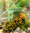 Mushrooms