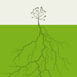 Tree with a root