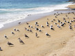 Seagulls on the beach of Vina del Mar, Chile
