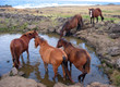  Wild horses at stamping ground. Easter Island