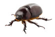 European rhinoceros beetle female "Oryctes nasicornis" species