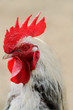 Photo: Rooster Rooster