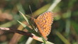 Video: Nymphalidae butterfly Nymphalidae butterfly