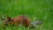 Squirrel looking for food