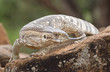 Photo: Savanna Monitor Lizard Savanna Monitor Lizard