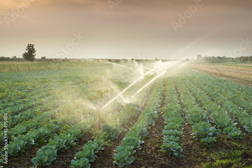 Photo: irrigation of vegetables irrigation of vegetables