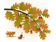 Oak branch with acorns