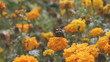 Video: butterfly "red admiral" butterfly "red admiral"