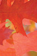 Red Oak Quercus Rubra Leaves In Autumn, Macro Closeup