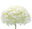White Hydrangea Flower Blooms, Isolated Macro Closeup, Mophead