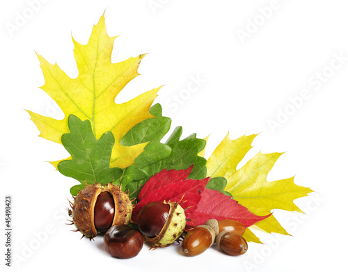 Photo: autumn leaves with acorns and chestnuts autumn leaves with acorns and chestnuts