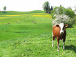 Cows among scenic hills in Emmental region, Switzerland