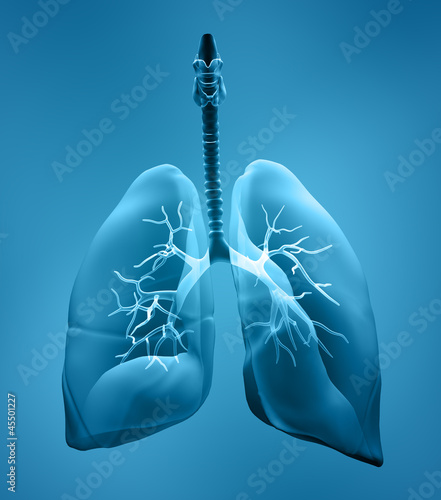 Illustration: lungs x-ray lungs x-ray