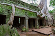 Trees in Ta Prohm, Angkor Wat