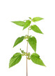 Große Brennnessel (Urtica dioica)