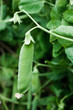 Photo: Pea plant Pea plant