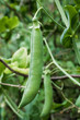 Photo: Pea plant. Pisum sativum Pea plant. Pisum sativum