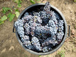 Foto: basket full of clusters in the vineyard during the grape harvest basket full of clusters in the vineyard during the grape harvest