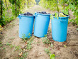Foto: baskets full of clusters during the grape harvest baskets full of clusters during the grape harvest