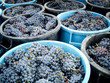 Foto: baskets full of clusters during the grape harvest baskets full of clusters during the grape harvest