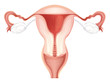 Uterus