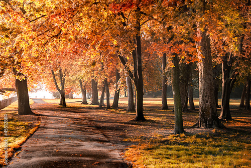 Photo: Colorful foliage in the autumn park Colorful foliage in the autumn park