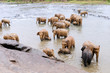 Photo: Elephants in the river Elephants in the river