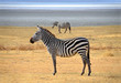 Zebra posing and curiously looking on safari in Ngorongoro