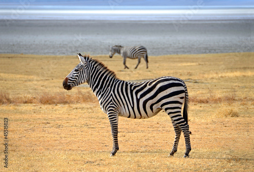 Photo: Zebra posing and curiously looking on safari in Ngorongoro Zebra posing and curiously looking on safari in Ngorongoro