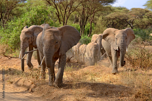 Photo: Big group of elephants walking in Lake Manyara Big group of elephants walking in Lake Manyara