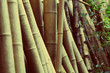 bamboo
