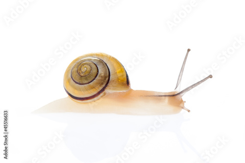 Photo: Schnecke mit Spiegelung auf weißem Hintergrund Schnecke mit Spiegelung auf weißem Hintergrund