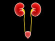 Illustration: Kidney isolated on white background Kidney isolated on white background