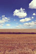 wheat field harvest