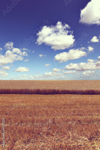 Photo: wheat field harvest wheat field harvest