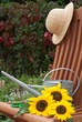 sonnenblumen