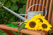 Sonnenblumen