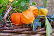 Farbenfrohe Herbstdekoration