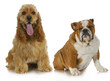 two dogs